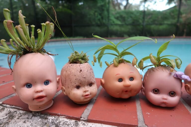 Où puis-je acheter une plante carnivore en ligne ou en magasin 39 plantes carnivores en vente dans une pepiniere