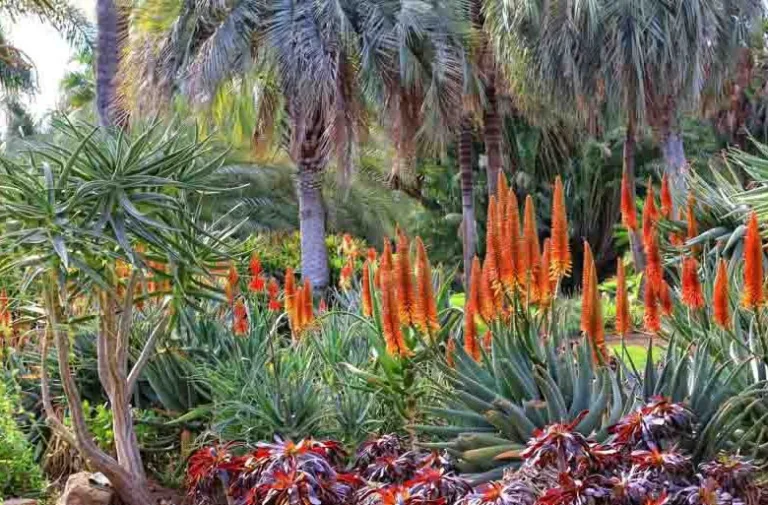 Où Acheter de l'Aloe Vera : Les Meilleurs Endroits Près de Chez Vous 20 plantes daloe vera en jardinerie