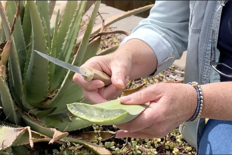 Comment l'aloe vera peut-il améliorer votre santé et votre beauté 31 plantes daloe vera en pleine croissance