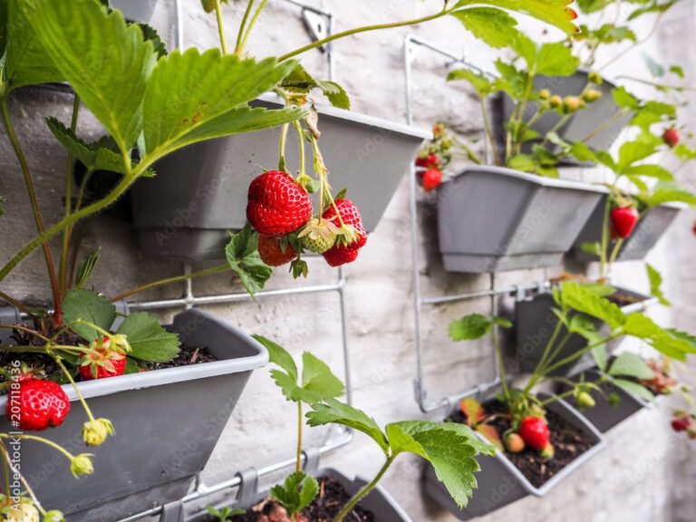 plantes de fraises dans un jardin ensoleille