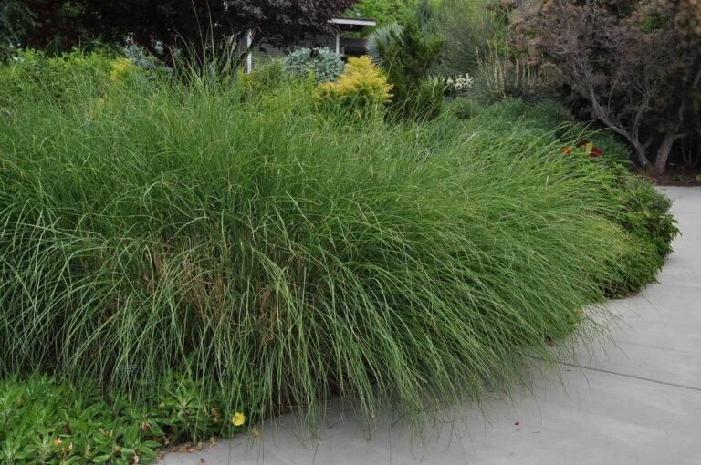 Quels sont les avantages du Miscanthus Yaku Jima pour votre jardin 3 plantes de miscanthus yaku jima en jardin