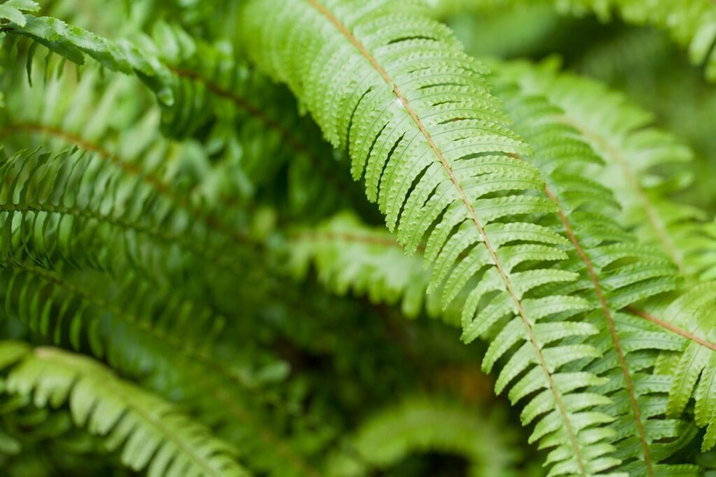 Quelles sont les plantes d'intérieur qui n'ont pas besoin de lumière 5 Quelles sont les plantes d’intérieur qui n’ont pas besoin de lumière