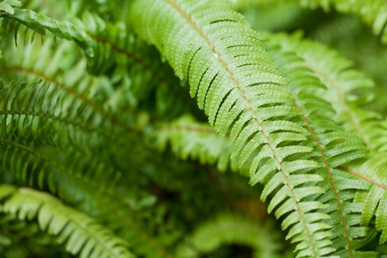 Quelles sont les plantes d'intérieur qui n'ont pas besoin de lumière 26 plantes dinterieur adaptees a lombre