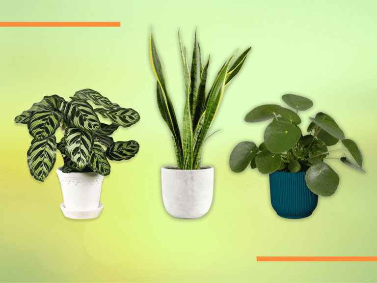 plantes dinterieur variees en ligne