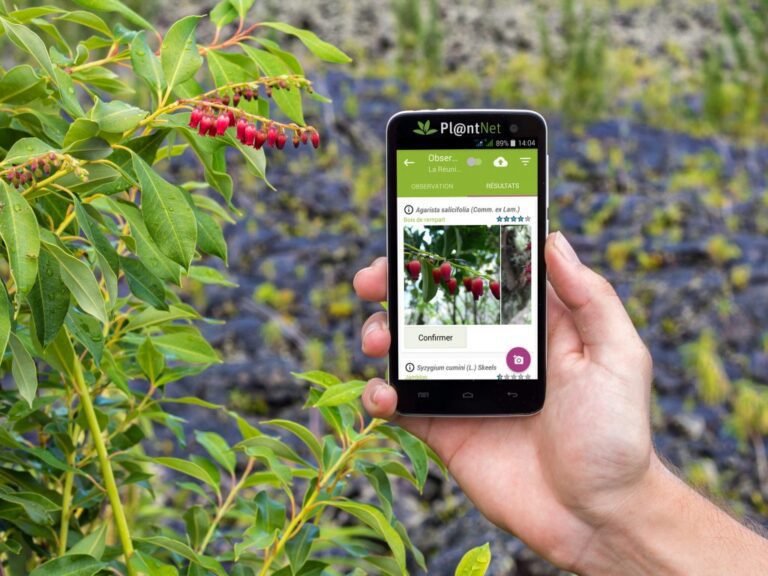 plantes identifiees avec une application mobile