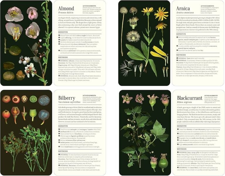 Quelles plantes peuvent soulager la sensation de jambes lourdes 43 plantes medicinales pour jambes legeres