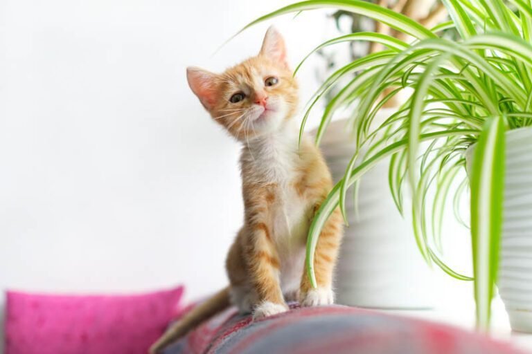 Quelles Plantes Sont Toxiques Pour Les Chats et À Éviter Absolument 2 plantes toxiques pour chats en pot