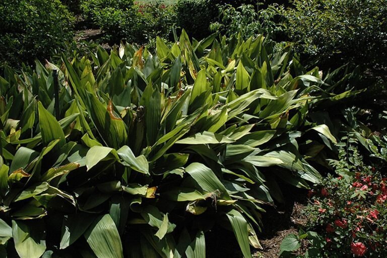 plantes verdoyantes avec sol riche en fer