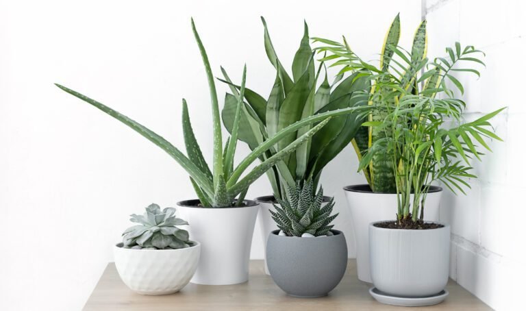 plantes vertes apaisantes en interieur