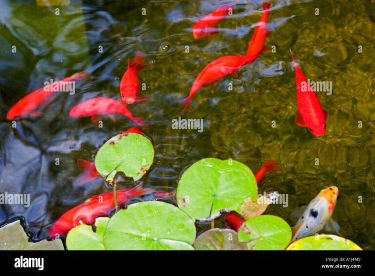 Comment prendre soin de votre poisson rouge de bassin 20 poisson rouge nageant dans un bassin