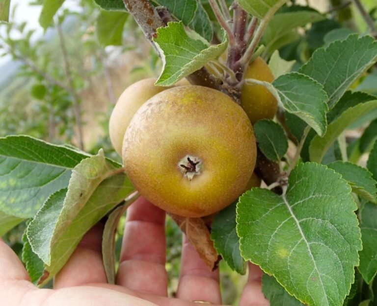 pommier patte de loup en pleine croissance