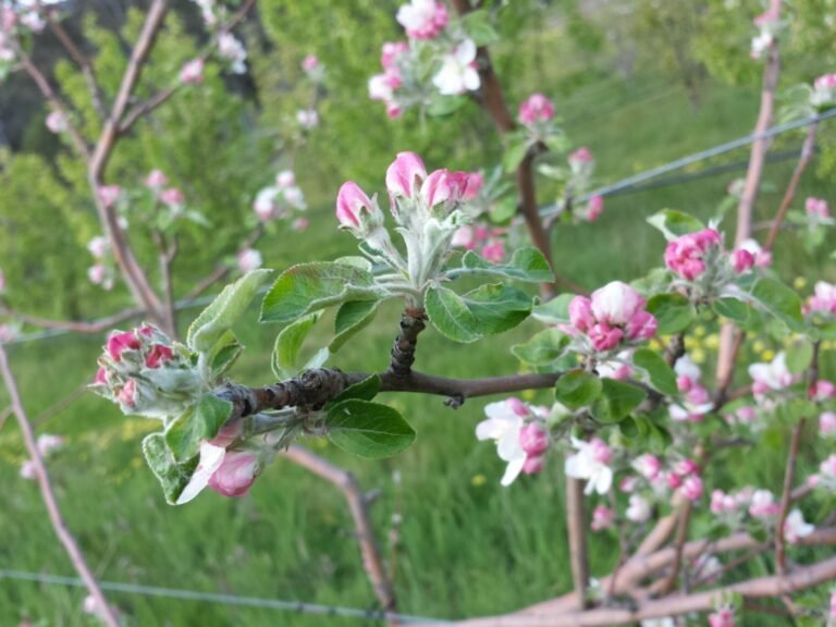 Où acheter un pommier Pink Lady en ligne ou en pépinière 8 pommier pink lady en fleurs au jardin