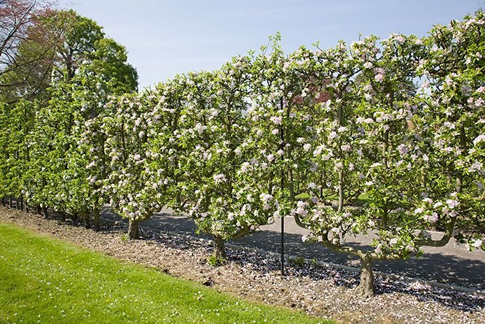 Comment cultiver des pommiers en palmettes double U efficacement 3 Comment cultiver des pommiers en palmettes double U efficacement