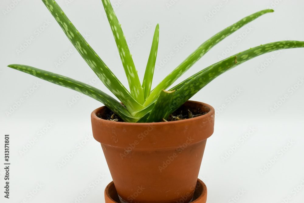 Quel type de pot convient le mieux pour votre aloe vera 4 Quel type de pot convient le mieux pour votre aloe vera
