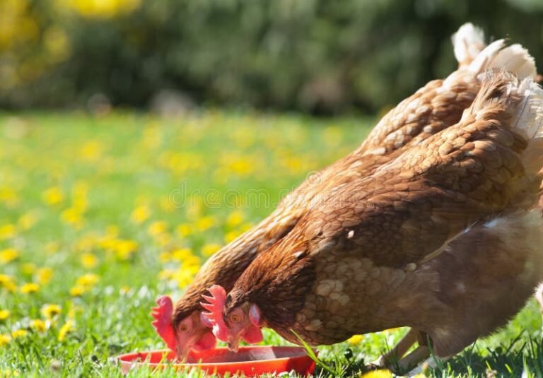 Comment avoir une poule dans son jardin : guide complet et conseils 42 poule picorant dans un jardin fleuri