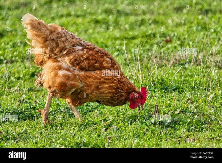 Que faut-il vraiment savoir sur la poule et son élevage 33 poule picorant dans un jardin verdoyant