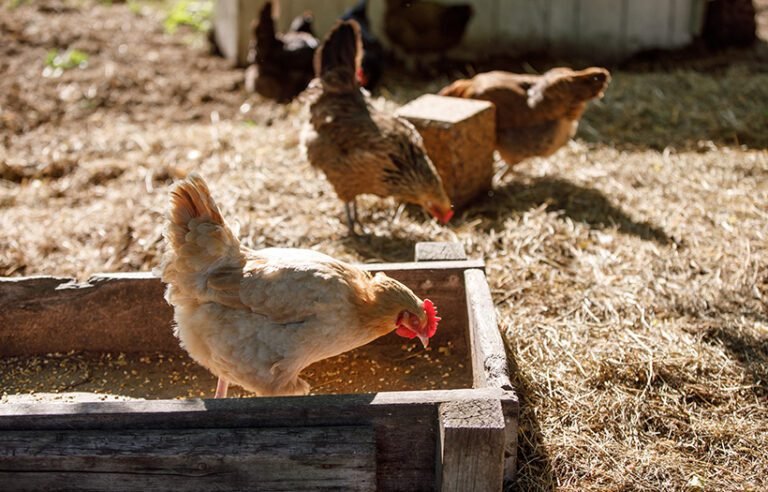 poule picorant des coquilles dhuitres