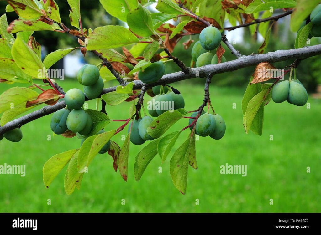 Comment cultiver le prunier Reine Claude Dorée dans votre jardin 6 Comment cultiver le prunier Reine Claude Dorée dans votre jardin