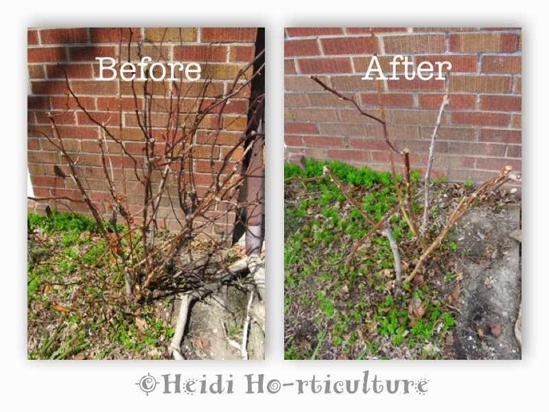 À quel moment est-il recommandé de tailler les rosiers 1 rosier en fleurs avant et apres taille