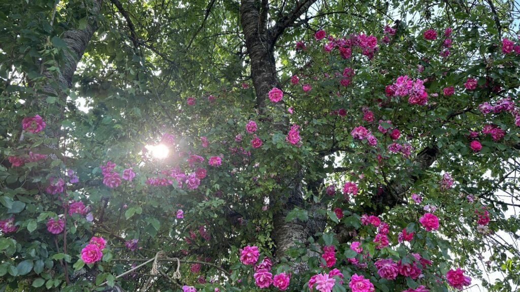 Comment choisir un rosier liane remontant résistant aux maladies 4 Comment choisir un rosier liane remontant résistant aux maladies