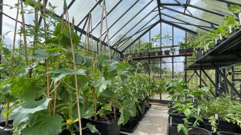 Comment optimiser l'arrosage par aspersion dans une serre 26 systeme darrosage automatique en serre