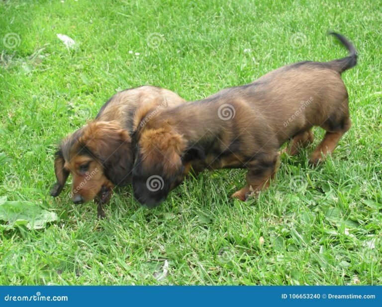 teckel a poil long jouant dans le jardin