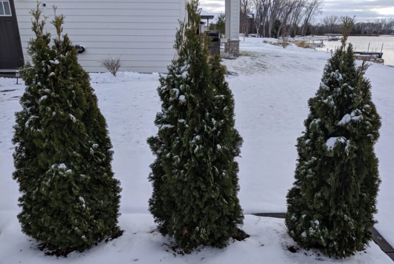 Peut-on réellement tailler les thuyas en novembre sans risques 2 thuyas bien tailles en hiver