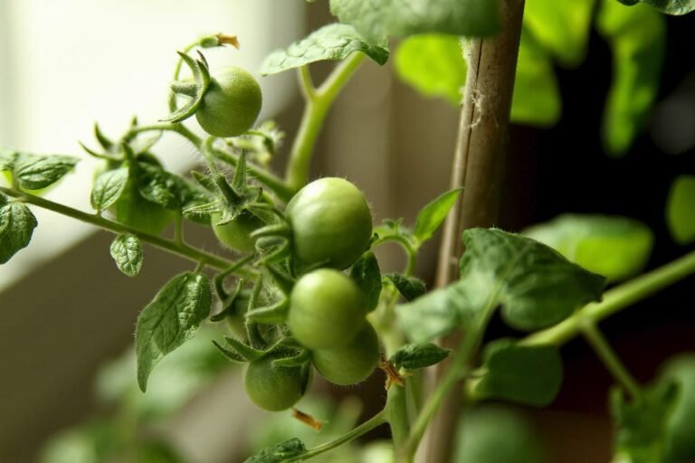 Comment faire mûrir des tomates vertes rapidement et efficacement 27 tomates vertes sur une fenetre ensoleillee