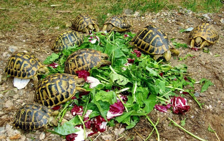 tortue hermann sur un lit de legumes frais