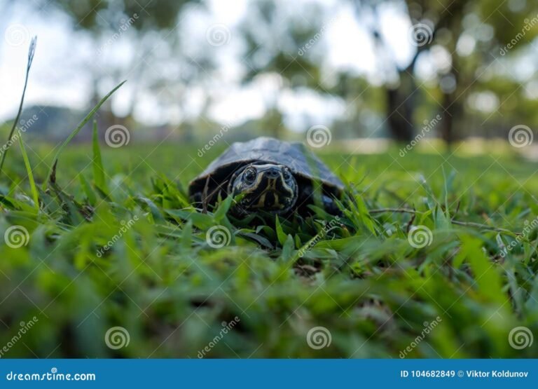 Quel est le meilleur parc pour observer des tortues de terre en France 15 tortues de terre dans un parc verdoyant