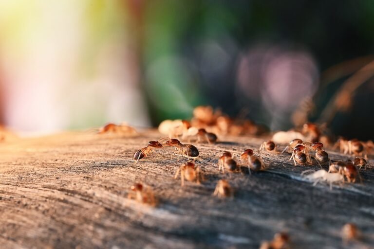 Comment lutter efficacement contre les termites dans le bois avec des traitements naturels 3 traitements naturels contre les termites en action