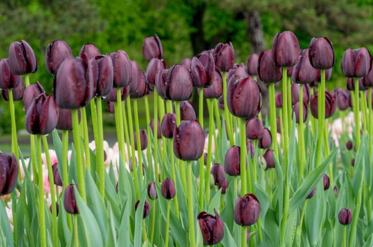 tulipes queen of night en pleine floraison