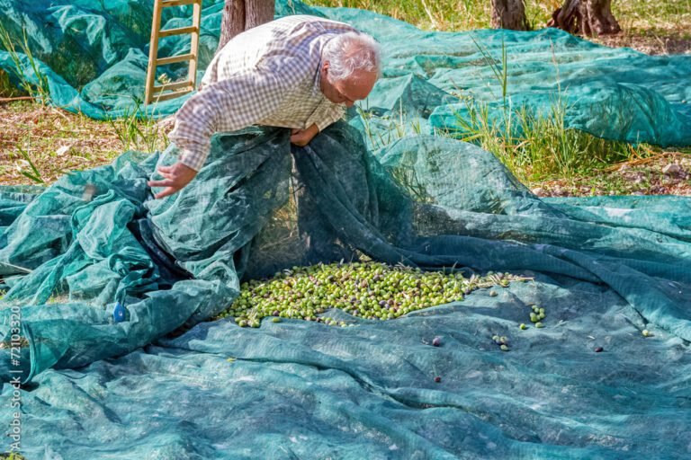 Comment choisir le meilleur filet pour la récolte des olives 8 un agriculteur cueillant des olives sous un filet