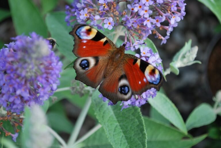 un arbre aux papillons en fleurs vibrant