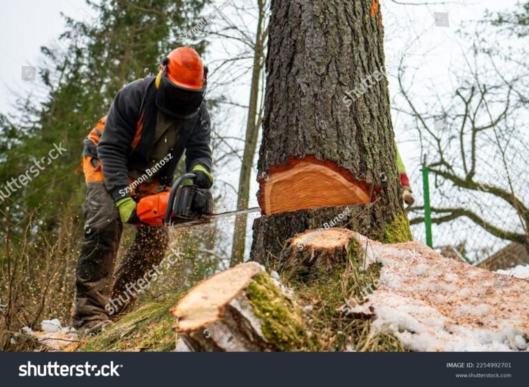 Comment faire couper un arbre par la mairie près de chez moi 35 un arbre en cours de coupe par des professionnels
