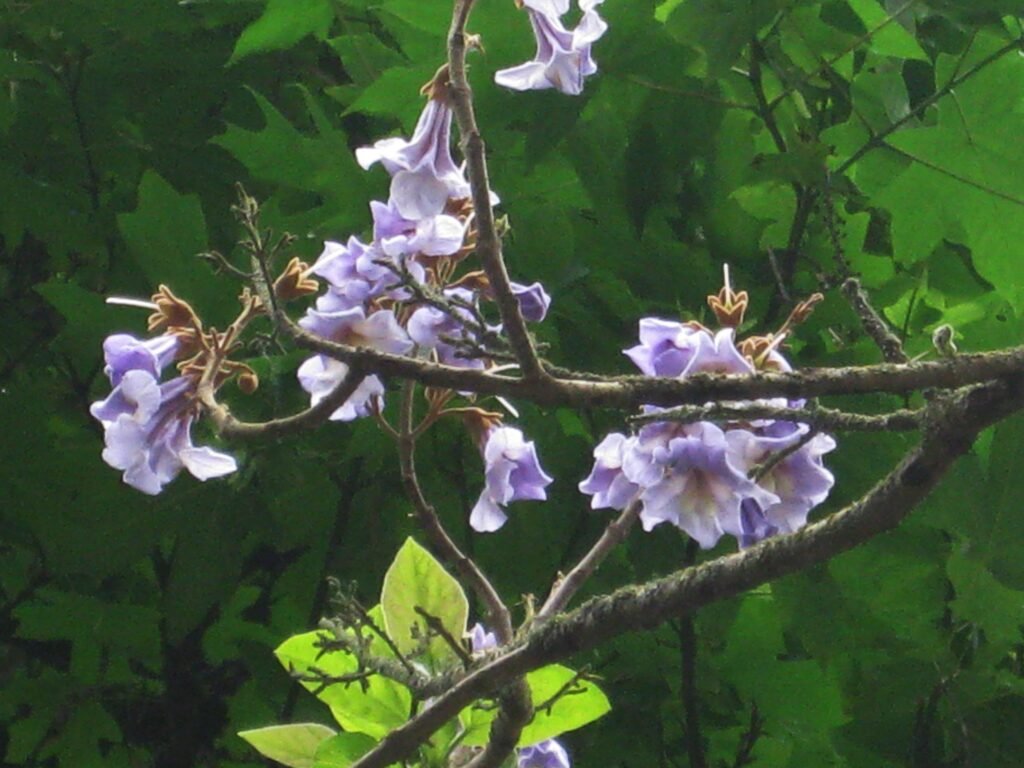 un arbre paulownia en pleine floraison