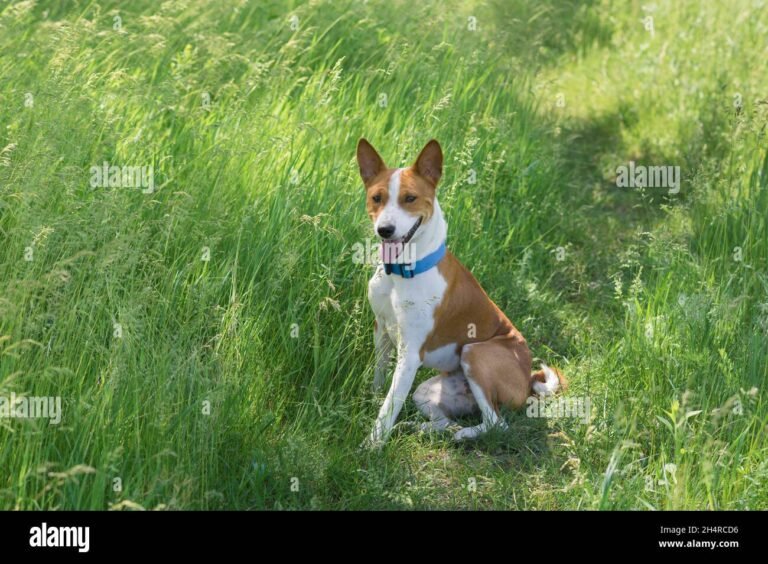 un basenji dans un jardin ensoleille