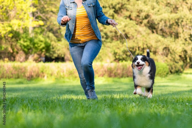 un berger australien jouant dans un parc