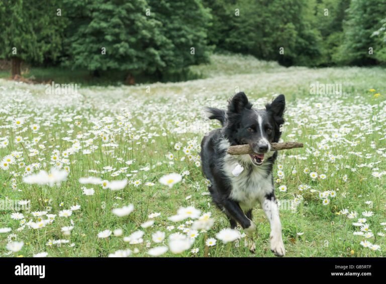 un border collie jouant dans un champ