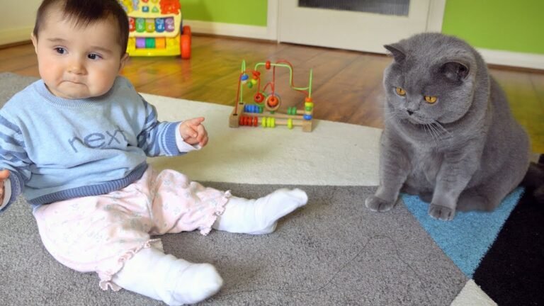 un british shorthair jouant avec des enfants