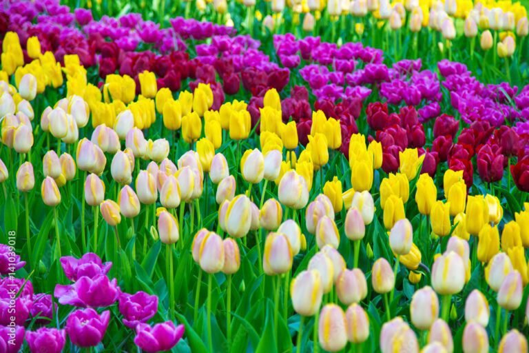 Où acheter des bulbes de tulipes en gros à prix compétitifs 45 un champ colore de tulipes en fleurs
