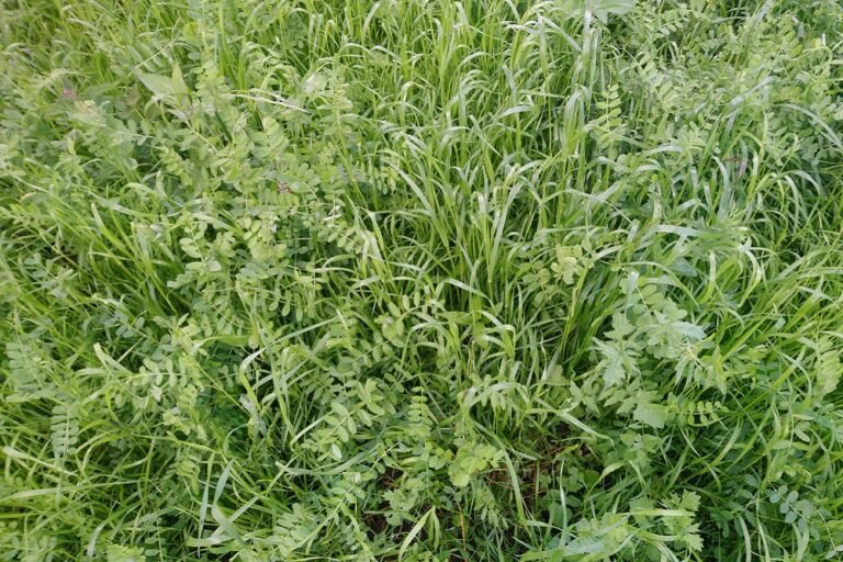 un champ dengrais verts hivernaux en croissance