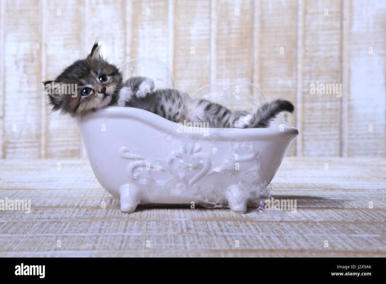 un chat detendu lors dun bain