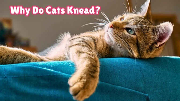 Pourquoi mon chat patoune-t-il et ronronne-t-il si souvent 23 un chat en train de patouner paisiblement