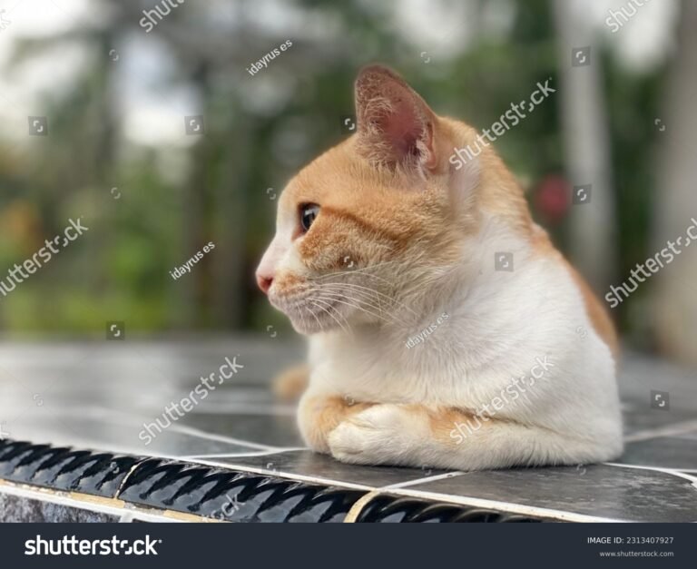 un chat observant son environnement