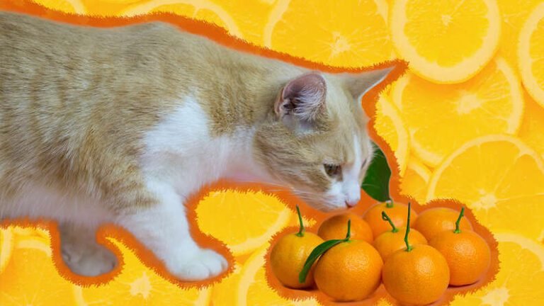 Quelles sont les odeurs que les chats n'aiment pas vraiment 26 un chat reniflant une orange