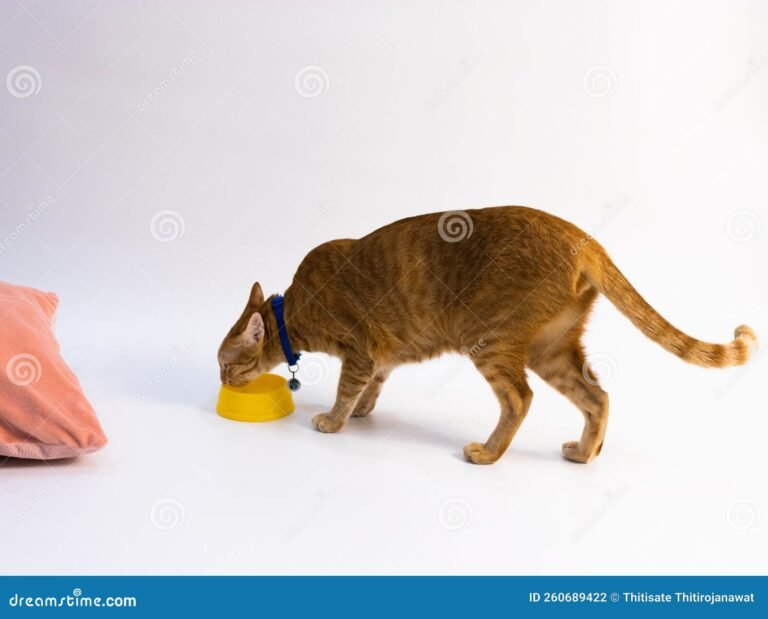 un chat reniflante une orange tranchee