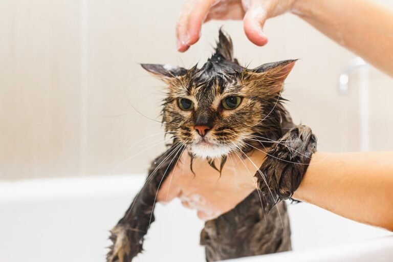 Quand est-il recommandé de laver son chat pour le bien-être 40 un chat se faisant laver dans une baignoire