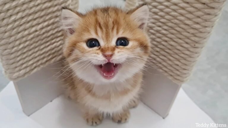un chaton mignon qui miaule