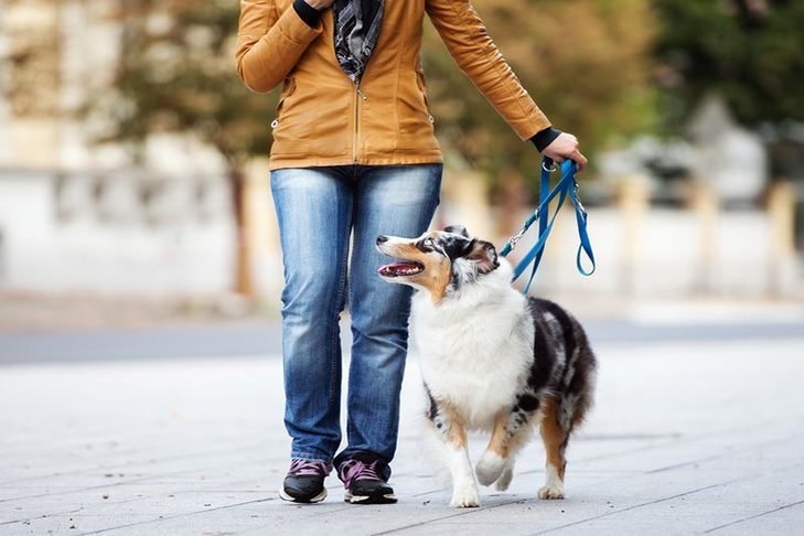 Comment apaiser son chien lors des promenades  Astuces et conseils